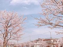 桜の画像(Springに関連した画像)