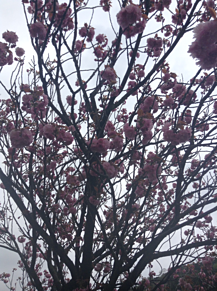 桜の画像(つぼに関連した画像)