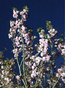 桜の画像(綺麗/可愛いに関連した画像)