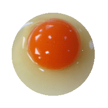生卵の画像(生卵に関連した画像)