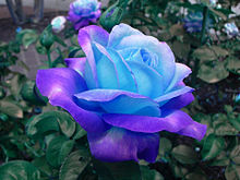 青い薔薇の画像(夢叶うに関連した画像)