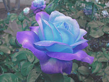 青い薔薇 プリ画像