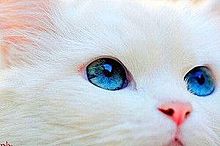 白猫ちゃん♡ プリ画像