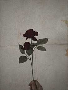 最新 黒薔薇 壁紙 みんなのための無料のhd壁紙