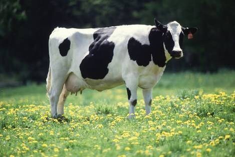牛の画像(プリ画像)