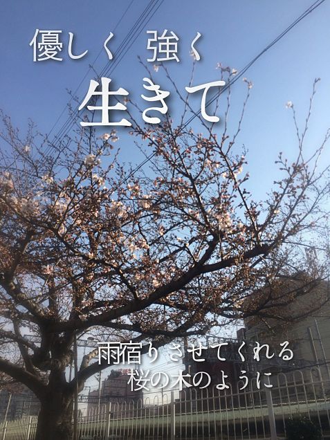 【桜の木】の画像(プリ画像)