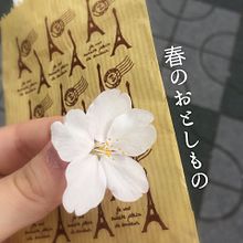 【春のおとしもの】の画像(桜 花びらに関連した画像)