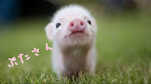 かわいい 子豚の画像9点 完全無料画像検索のプリ画像 Bygmo