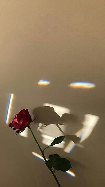 薔薇🥀の画像 プリ画像
