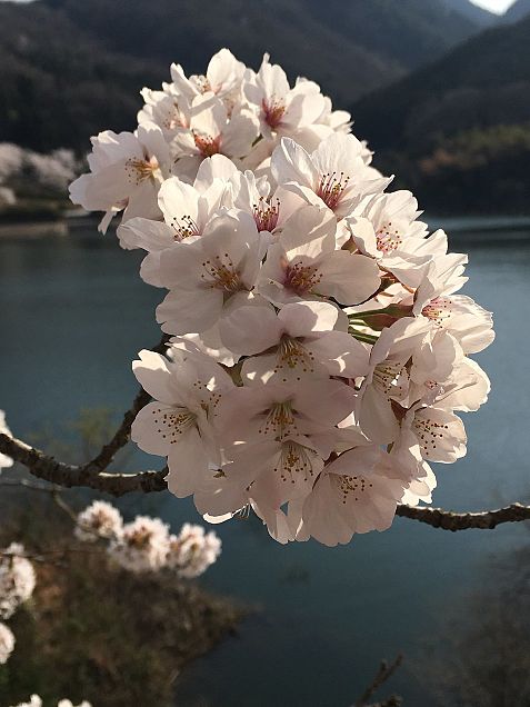 綺麗な桜 完全無料画像検索のプリ画像 Bygmo