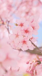 桜の画像(ホーム画に関連した画像)