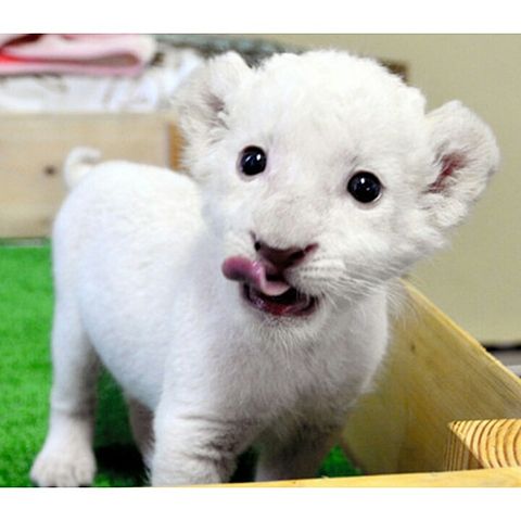 ホワイトライオンの赤ちゃん 完全無料画像検索のプリ画像 Bygmo