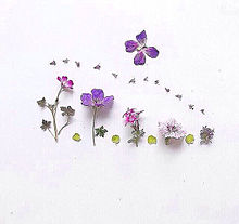 紫 花 素材の画像537点 完全無料画像検索のプリ画像 Bygmo