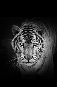 タイガー 黒の画像17点 完全無料画像検索のプリ画像 Bygmo