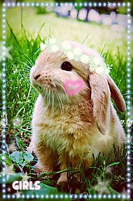 ウサギ♡ プリ画像