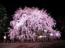 しだれ桜の画像17点 完全無料画像検索のプリ画像 Bygmo