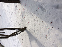 雪が凄いっすよパイセンの画像(パイセンに関連した画像)