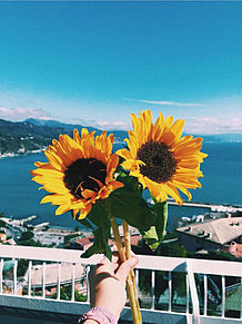 Sunflowersの画像(向日葵に関連した画像)