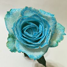 青い薔薇の画像(青い薔薇に関連した画像)