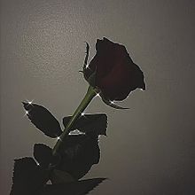 暗い 薔薇の画像31点 完全無料画像検索のプリ画像 Bygmo