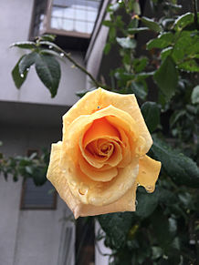 sugar roseの画像(バラ 雫に関連した画像)