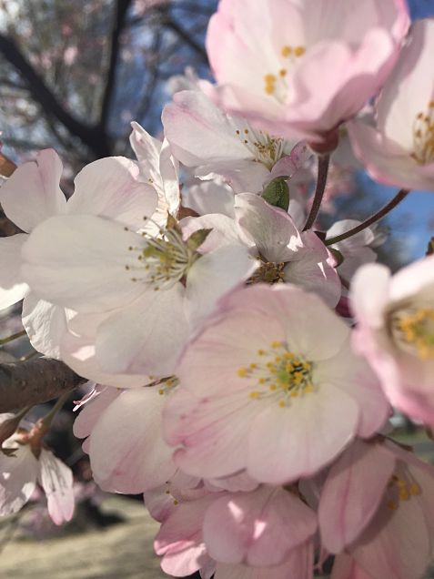春桜の画像(プリ画像)