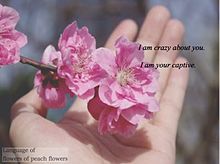 桃の花の花言葉 完全無料画像検索のプリ画像 Bygmo