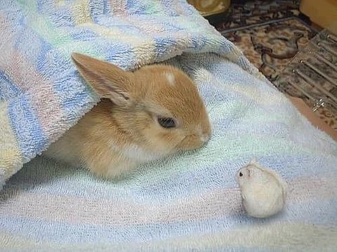 ウサギとハムスターの画像 プリ画像