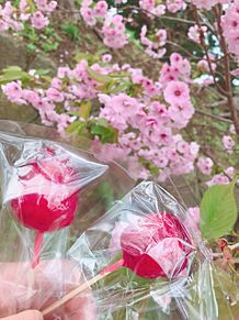 桜の画像(お花見に関連した画像)