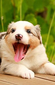 かわいい 子犬の画像474点 完全無料画像検索のプリ画像 Bygmo