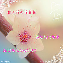 桃の花 花言葉の画像10点 完全無料画像検索のプリ画像 Bygmo