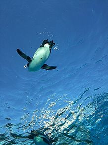 空飛ぶペンギンの画像(ぺんぎん？に関連した画像)