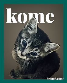 Mugi&Komeの画像(猫に関連した画像)