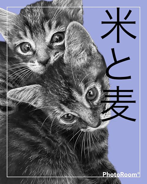 Mugi&Komeの画像 プリ画像