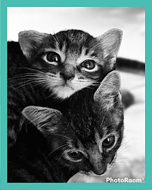 Mugi&Komeの画像(猫に関連した画像)