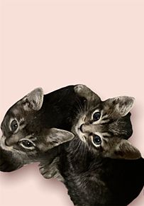 Mugi&Komeの画像(子猫に関連した画像)