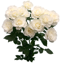 白 花束 薔薇の画像7点 完全無料画像検索のプリ画像 Bygmo