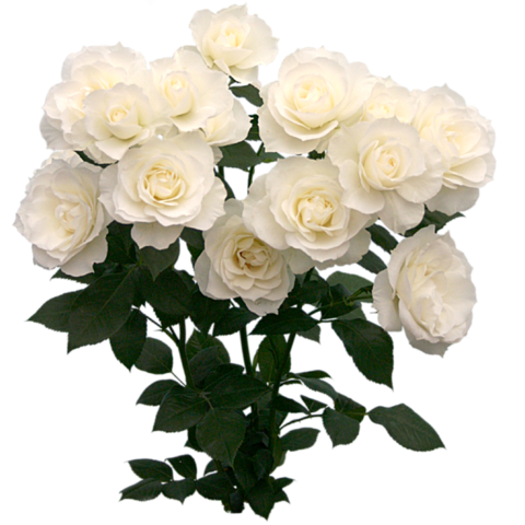 白 薔薇 花束の画像7点 完全無料画像検索のプリ画像 Bygmo