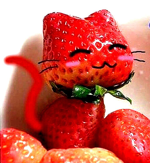 苺の笑顔ネコ かわいい 完全無料画像検索のプリ画像 Bygmo