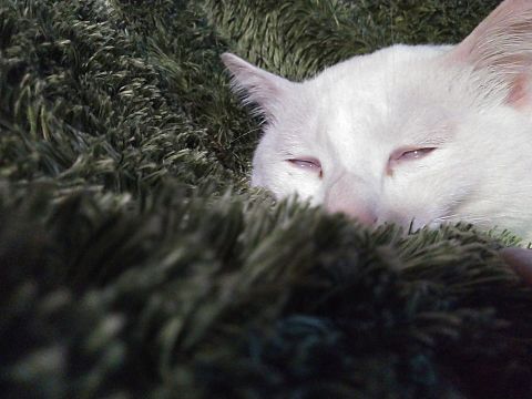 白目で寝てる猫の画像(プリ画像)