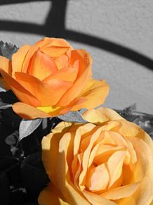 薔薇 花の画像3118点 完全無料画像検索のプリ画像 Bygmo