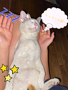 可愛い猫の画像437点 完全無料画像検索のプリ画像 Bygmo