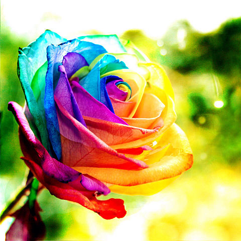 壁紙 虹色の薔薇の画像4点 完全無料画像検索のプリ画像 Bygmo