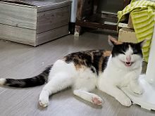 愛猫　ルビー　爆笑の画像(ルビーに関連した画像)