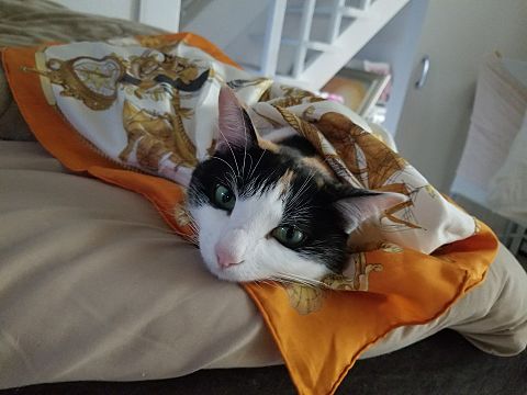 愛猫　ルビー　スカーフでオシャレの画像(プリ画像)