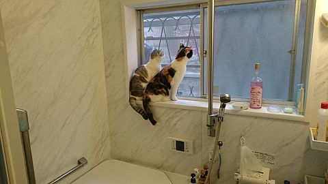 愛猫　パール&ルビー　バスタイムを窓辺からの画像(プリ画像)