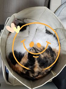 愛猫ルビーの丸っとね( ﾉ^ω^)ﾉ プリ画像