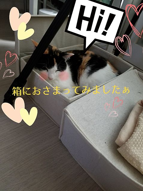 愛猫　ルビー　箱に収納♪の画像(プリ画像)