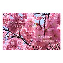 桜colour プリ画像