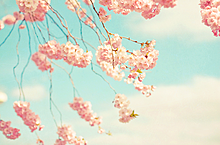 桜ひらひら プリ画像